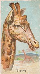 1910 Philadelphia Confections Zoo Animals (E29) #15 Giraffe Front