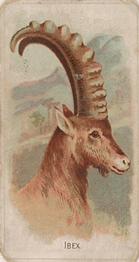 1910 Philadelphia Confections Zoo Animals (E29) #19 Ibex Front