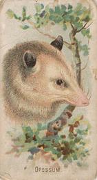 1910 Philadelphia Confections Zoo Animals (E29) #28 Opossum Front