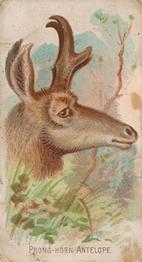 1910 Philadelphia Confections Zoo Animals (E29) #30 Prong-horn Antelope Front