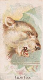 1910 Philadelphia Confections Zoo Animals (E29) #31 Polar Bear Front