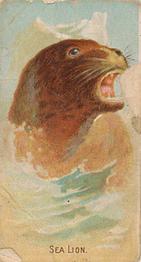 1910 Philadelphia Confections Zoo Animals (E29) #39 Sea Lion Front