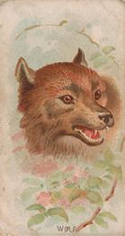 1910 Philadelphia Confections Zoo Animals (E29) #46 Wolf Front
