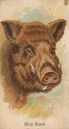 1910 Philadelphia Confections Zoo Animals (E29) #47 Wild Boar Front