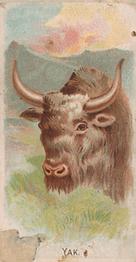 1910 Philadelphia Confections Zoo Animals (E29) #48 Yak Front