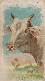 1910 Philadelphia Confections Zoo Animals (E29) #49 Zebu Front