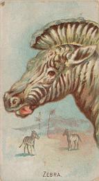 1910 Philadelphia Confections Zoo Animals (E29) #50 Zebra Front