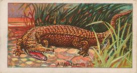 1910 Dockman & Son Menagerie Gum (E26) #NNO Alligator Front