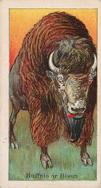1910 Dockman & Son Menagerie Gum (E26) #NNO Buffalo Or Bison Front