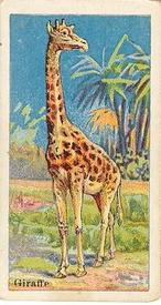 1910 Dockman & Son Menagerie Gum (E26) #NNO Giraffe Front