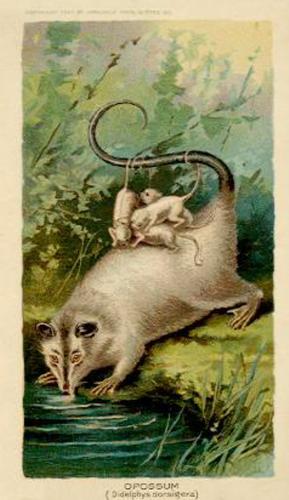 1890 Arbuckle's Coffee Animals (Zoological) (K1) #1 Opossum Front