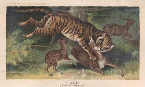 1890 Arbuckle's Coffee Animals (Zoological) (K1) #3 Tiger Front
