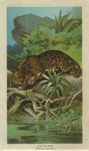 1890 Arbuckle's Coffee Animals (Zoological) (K1) #5 Jaguar Front