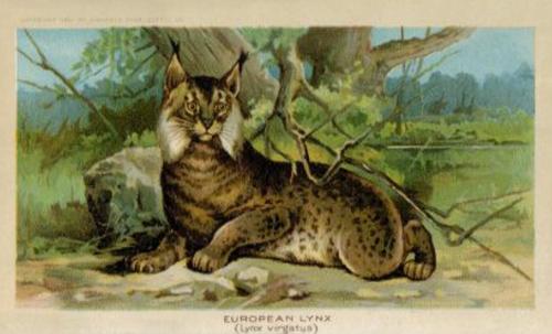 1890 Arbuckle's Coffee Animals (Zoological) (K1) #6 European Lynx Front