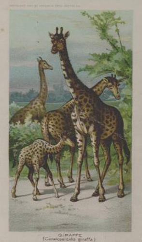 1890 Arbuckle's Coffee Animals (Zoological) (K1) #8 Giraffe Front