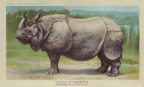 1890 Arbuckle's Coffee Animals (Zoological) (K1) #9 Indian Rhinoceros Front