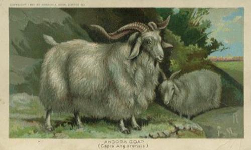 1890 Arbuckle's Coffee Animals (Zoological) (K1) #10 Angora Goat Front