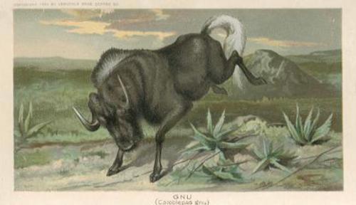 1890 Arbuckle's Coffee Animals (Zoological) (K1) #12 Gnu Front