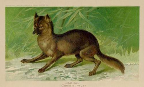 1890 Arbuckle's Coffee Animals (Zoological) (K1) #14 Jackal Front