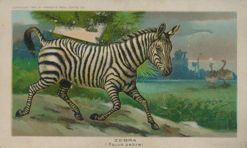1890 Arbuckle's Coffee Animals (Zoological) (K1) #21 Zebra Front