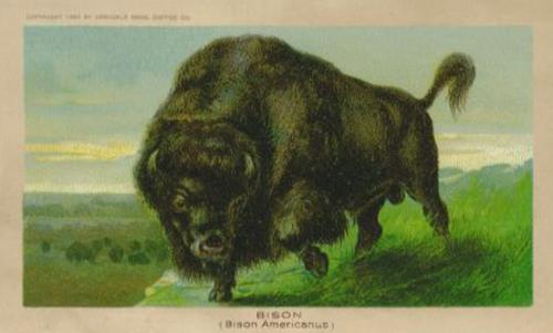 1890 Arbuckle's Coffee Animals (Zoological) (K1) #22 Bison Front