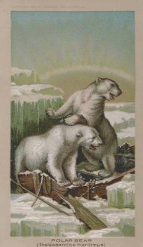 1890 Arbuckle's Coffee Animals (Zoological) (K1) #23 Polar Bear Front