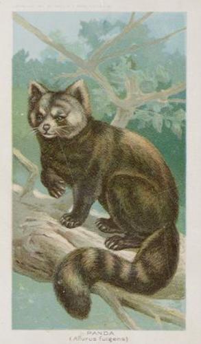 1890 Arbuckle's Coffee Animals (Zoological) (K1) #31 Panda Front