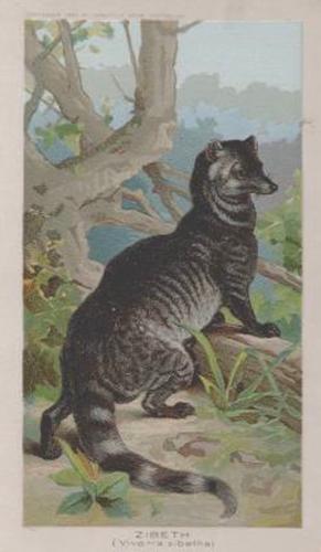 1890 Arbuckle's Coffee Animals (Zoological) (K1) #38 Large Indian Civet Front