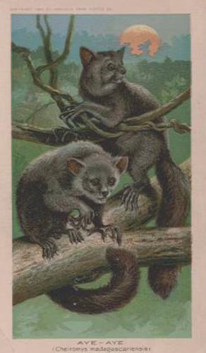 1890 Arbuckle's Coffee Animals (Zoological) (K1) #40 Aye-Aye Front