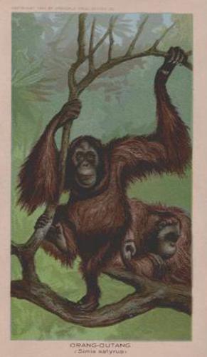1890 Arbuckle's Coffee Animals (Zoological) (K1) #41 Orang-Outang Front