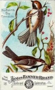 1886 Beautiful Birds of America (J1) #18 Hudson's Bay Titmouse Front
