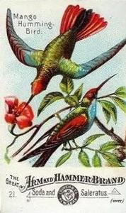 1886 Beautiful Birds of America (J1) #21 Mango Humming Bird Front