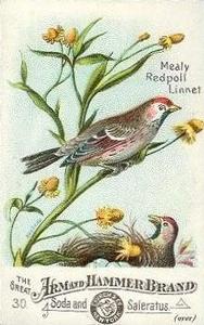 1886 Beautiful Birds of America (J1) #30 Meally Redpoll Linnet Front