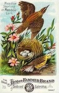 1886 Beautiful Birds of America (J1) #33 Meadow Starling or  Meadow Lark Front