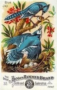 1886 Beautiful Birds of America (J1) #35 Blue Jay Front