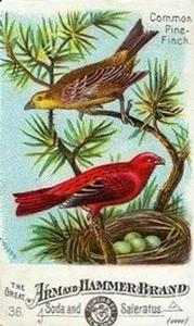 1886 Beautiful Birds of America (J1) #36 Common Pine-finch Front