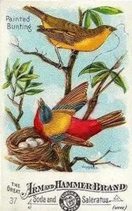 1886 Beautiful Birds of America (J1) #37 Painted Bunting Front