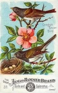 1886 Beautiful Birds of America (J1) #39 Oregon Snow Bird Front