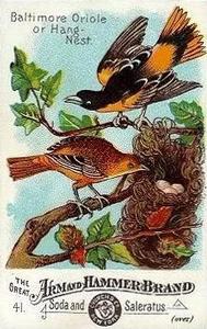 1886 Beautiful Birds of America (J1) #41 Baltimore Oriole or Hang Nest Front