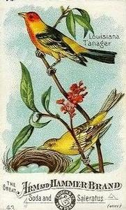 1886 Beautiful Birds of America (J1) #43 Louisiana Tanager Front