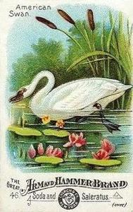 1886 Beautiful Birds of America (J1) #46 American Swan Front