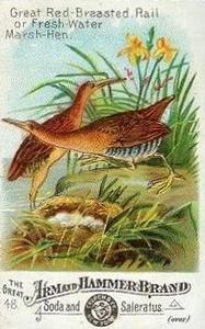 1886 Beautiful Birds of America (J1) #48 Great Red-breasted Rail or Fresh Water Marsh Hen Front