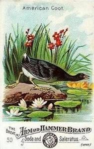 1886 Beautiful Birds of America (J1) #50 American Coot Front