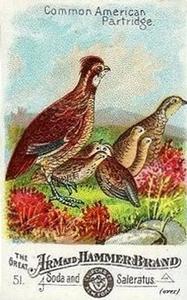 1886 Beautiful Birds of America (J1) #51 Common American Partridge Front