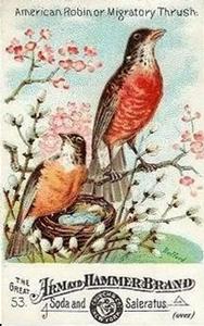 1886 Beautiful Birds of America (J1) #53 American Robin Front