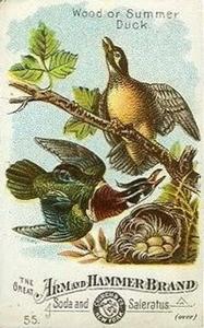 1886 Beautiful Birds of America (J1) #55 Wood Duck Front