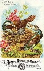 1886 Beautiful Birds of America (J1) #58 Common Cormorant Front