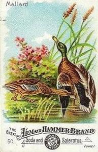 1886 Beautiful Birds of America (J1) #59 Hooded Merganser Front