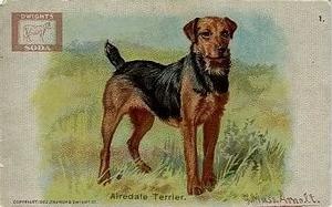 1902 John Dwight & Co. Champion Dog Series (J13) #1 Airedale Terrier Front