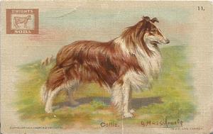 1902 John Dwight & Co. Champion Dog Series (J13) #11 Collie Front